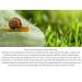 ZAIN1 Natural Hair Growth Conditioner with Snail Mucin & Jojoba Oil - pH 4.2 (Mimosa 8.45 oz) - Enhance Your Hair's Health - Buy Online on GoSupps.com