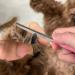 OneCut 4.7 Small Dog & Cat Nail Clipper - Stainless Steel Trimmers for Small Animals - Professional Quality Pet Nail Clipper in Purple - Buy Online on GoSupps.com