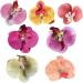 7Pcs Butterfly Orchid Hair Clip Cute Sweet Colorful Hawaiian Flower Hair Clips for Women Girls Tropical Flower Hair Clips with Pearl for Wedding Summer Beach Party Claws - Buy Online on GoSupps.com