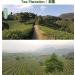 Premium Xihu Longjing Green Tea Leaves 125g - Freshly Picked Before Qingming - Buy Online on GoSupps.com