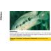 Sera Ectopur 2.5 kg - Alleviate Fish Illness & Stress Enhance Breathing Supports Medication Effect - 1 Pack International Shipping Available - Buy Online on GoSupps.com