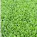 Arugula Seed  Arugula Sprouting Seeds  Microgreen  Sprouting  4 OZ  NON GMO - Country Creek Acres Brand - High Sprout Germination- Juicing  Gardening  Hydroponics  Growing Salad Sprouts - Buy Online on GoSupps.com