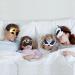 Kids Sleep Mask 4 Pack - Cute Animal Cat & Dog Plush Eye Masks | Soft Adjustable Blindfolds for Travel Naps & Shift Work - Buy Online on GoSupps.com