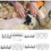 High-Strength Stainless Steel Shear Knife for Sheep & Goats | 9 Tooth Straight Blade & Swivel Replacement - Buy Online on GoSupps.com