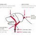 Beaphar Gentle Leader Dog Halter - Size S - Red | Best Fit for Small Dogs - Buy Online on GoSupps.com