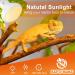 REPTI HOME Reptile Heat Lamp Bulbs 2 Pack 100W Heat Lamp for Reptiles E27 Basking Light Bulb for Vivarium Turtle Lizard Tortoise Bearded Dragon Puppy Chick - Buy Online on GoSupps.com