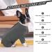Kuoser Dog Recovery Suit - Medical Body for Dogs After Surgery Anti-Licking Wound Protection Pajamas Alternative (M Gray) - Buy Online on GoSupps.com