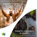 Synergy Holistics | Immune Synergy - Immune Support Supplement - 9 Clinically Validated Ingredients Astragalus Elderberry Eldermune Andrographis PANICIN Zinc & Sunfiber - 90 Veg Caps - Buy Online on GoSupps.com