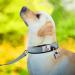 Joytale Softly Padded Neoprene Dog Collar for Small Dogs - Reflective Nylon Gray Size S (1 Pack) - International Shipping Available - Buy Online on GoSupps.com