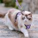 Rabbitgoo Cat Dishes & Harness Sets | Premium Cat Accessories for Happy Pets - Buy Online on GoSupps.com