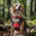 Shop Joytale Reflective Dog Collar for Medium Dogs - Red Size M | Durable & Adjustable - Buy Online on GoSupps.com