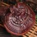 Dired Ganoderma Lucidum Lingzhi Ganoderma Lucidum Pieces Reishi Mushroom Slices Ganoderma Mushroom (250 Grams /0.55 lbs) 1 Count (Pack of 1) - Buy Online on GoSupps.com