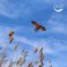 Eagle Kite for Kids and Adults - 60 Wingspan - High Quality and Easy to Fly - Buy Online on GoSupps.com