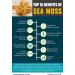 Organic Sea Moss & Bladderwrack Capsules - 30 Vegan Capsules | Immunity Booster | Gluten-Free - Buy Online on GoSupps.com