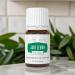 Young Living Jade Lemon Vitality 5 ml | Digestive Health Supplement & Natural Cleansing Essential Oil | Fresh Flavor for Culinary Use - Buy Online on GoSupps.com