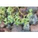 Scleranthus n 28 Fleur de Bach farmaflor 1 Flacon Comtpe Gouttes 10ml - Made in Italy - Buy Online on GoSupps.com
