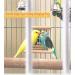 Bird Mirror Swing Toy for Small Parrots - Hanging Play Mirror for Greys, Parakeets, Cockatoos, Cockatiels, Conures, Lovebirds, Canaries, Macaws and African Parrots - Buy Online on GoSupps.com