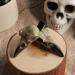 Other Festival Supplies Crow Skull Hairpin Gothic Wedding Halloween Party Hair Clip Novel Raven Skull Props Hair Jewelry for Women 1 count (Pack of 1) - Buy Online on GoSupps.com