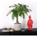 Costa Farms Money Tree Pachira in Premium Ceramic Planter - 16 Tall - Gift Medium Money Tree Planter - Buy Online on GoSupps.com