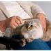 Andiker Steel Tooth Cat Comb with Wooden Handle - Removes Knots & Dead Hair - Grooming Tool for Cats and Dogs - Buy Online on GoSupps.com