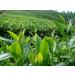 Th vert chinois th cru th chinois dragon sachet de th vert th printemps th vert bonne 2g100 sac (0.44LB) - Buy Online on GoSupps.com