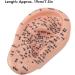 Human Ear Acupuncture Points Model - Transparent PVC Learning Tool for Home Use | Universal Acupuncture Anatomy - Buy Online on GoSupps.com