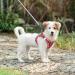 Heele Dog Harness for Small Dogs - No Pull Breathable Adjustable Reflective Safety Harness in Plaid Red - Perfect for Walking & Training - Buy Online on GoSupps.com