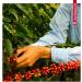 Juan Valdez Premium Caf Volcan moulu 250g/paquet - Buy Online on GoSupps.com