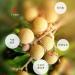  HQZMCTE Naturally Dried Longan 250g / 8.81oz Nutritionally Rich Natural Delight Without Additives - Buy Online on GoSupps.com