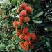Fresh Rambutan 1 kg - Buy Online on GoSupps.com