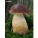 100 Gezonde Super Pcs Green Big Mushroom Seeds Delicious Vegetables Mushrooms RARE Gaint Fun Succlent Plant HighNutrition 10 - Buy Online on GoSupps.com