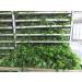 Buy Ulva Hello Seaweed 100% Pure Aonori Lettuce - 500g | Natural No Sand International Shipping - Buy Online on GoSupps.com