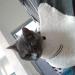 Women Cute Cat Ear Hoodies Pet Carrier Sweatershirt Puppy Kitten Pouch Jumper Long Sleeve Pullover Tops XL White - Buy Online on GoSupps.com