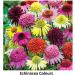Natures Way Echinacea & Vitamin C - 100 Capsules for Immune Support - Buy Online on GoSupps.com