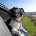 Trirock Dog Goggles and Sunglasses Prevention from ultraviolet UV rays for medium to large breeds pets for dogs w/Chin Strap - Buy Online on GoSupps.com