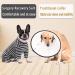 Buy Axcimond Long-Sleeved Dog Body for Small & Medium Dogs - Post-Op Wound Protection Anti-Leak Cone Alternative | Gray Pajama for Male & Female Puppies - Buy Online on GoSupps.com