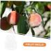 Kisangel 2pcs Shaped Fruit Novel Shaping Adorable Forming Shaper Accessories Watermelon - Buy Online on GoSupps.com