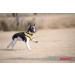 Puppia Dog Harness for Small & Medium Dogs - Soft & Colorful Perfect for Puppies | Atani Training Harness in XL Yellow - Buy Online on GoSupps.com