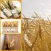 YoleShy Dried Wheat Stalks - 200 Stems Natural Wheat Decor (15.7 Inches) - Ideal for Home, Kitchen, Christmas, Wedding - 200 Pcs - Buy Online on GoSupps.com