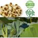 DOL Natural Dried Lotus Seeds Packed In USA  16 Ounce 1 Pound (Pack of 1) - Buy Online on GoSupps.com
