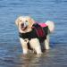Adjustable Small Dog Life Jacket for Swimming | Reflective, High Buoyancy, Rescue Handle | Pink S 41-48cm Chest Girth - Buy Online on GoSupps.com
