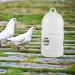 2Pcs Bird Waterer Pigeon Drinker Dispenser - Plastic Pet Water Feeder for Parrot Cage - Buy Online on GoSupps.com