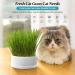 Anulely Cat Grass Plant Container - Earth-Free Indoor Planting Box for Cats & Dogs | Removable Sprouter Tray & Home D cor in White - Buy Online on GoSupps.com