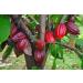 Cocoa Powder Fat reduced Alkalised Cocoa powder enhance Cocoa solubility in culinary applications such as Baking - 35.2 Oz - Buy Online on GoSupps.com