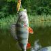Fishing Advent Calendar 2024 Fishing Lure Advent Calendar Countdown Fishing Tackle Advent Calendar 2024 Advent Calendar Fishing Christmas Countdown (C) - Buy Online on GoSupps.com
