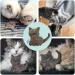 Catlabs Sustainable Cat Toys | Cuddly Cat with Catnip | 100% Natural Sheep Wool | Refillable & Eco-Friendly | Fair Manual Work for Your Cat - Buy Online on GoSupps.com