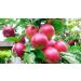 Organic Dried Apple Rings 1lb | Non-GMO, Kosher, Raw, Vegan | Unsulfured Sirtfood | Bulk Purchase - Buy Online on GoSupps.com