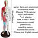 60cm Acupuncture and Muscle Anatomical Male Model Pressure Point and Meridians for Acupuncturists and Other Medical Professionals Training Teaching Education Supplies - Buy Online on GoSupps.com