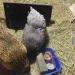 Cozy Products CL Cozy Safe Chicken Coop Heater 200 Watts Safer Than Brooder Lamps  One Size  Black - Buy Online on GoSupps.com
