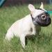 Adjustable Jyhy Muzzle for Flat-Faced Dogs & Cats - Breathable Perfect for Bulldogs Pugs Shih Tzus | Gray (23-31cm) - Buy Online on GoSupps.com